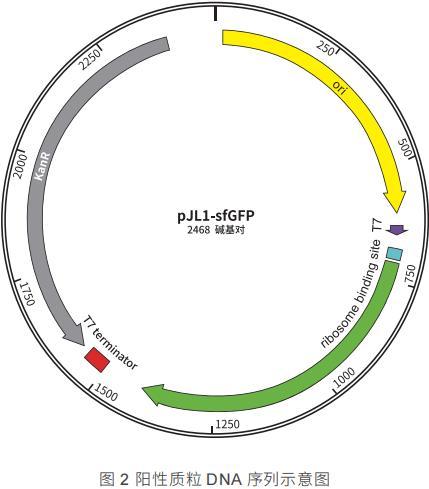 阳性质粒 DNA 序列示意图