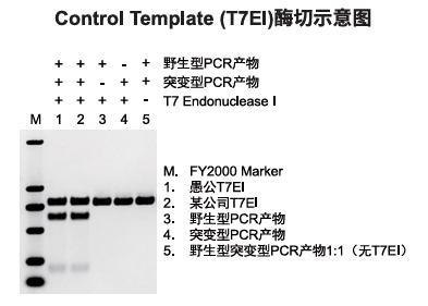 Control Template(T7EI)酶切示意图