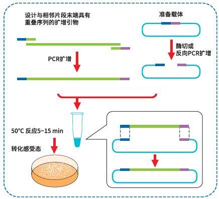 快速单片段 DNA 无缝克隆实验流程