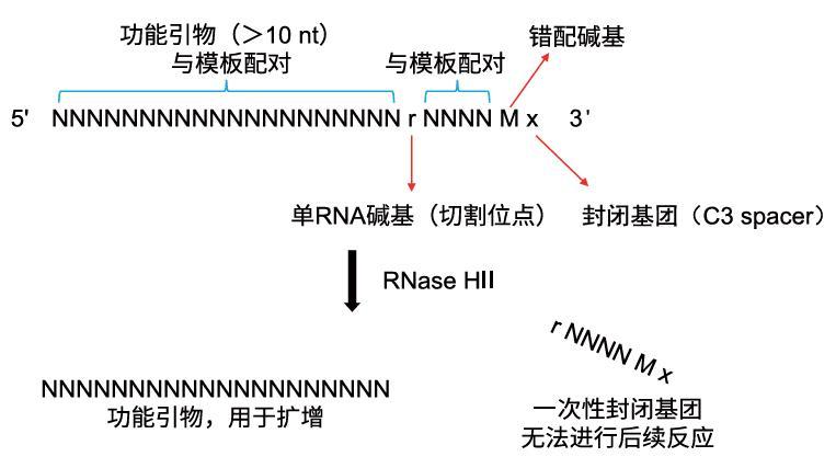 rhPCR 引物设计示意图