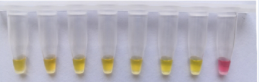 RT-LAMP核酸扩增试剂（红黄显色法）