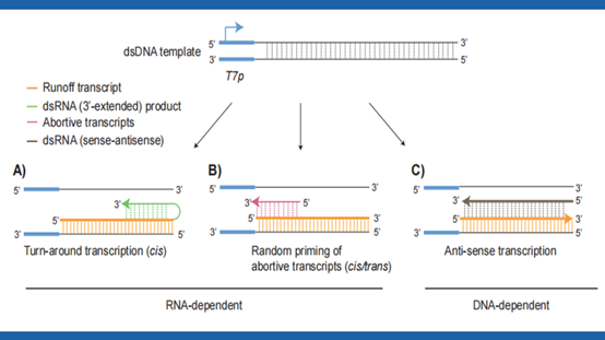 国内首款高分辨率，标配四款标准品双链RNA定量检测试剂盒震撼上市插图