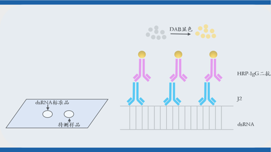 国内首款高分辨率，标配四款标准品双链RNA定量检测试剂盒震撼上市插图3